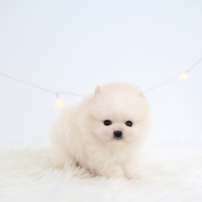 포메라니안