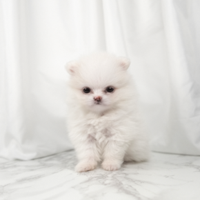 포메라니안