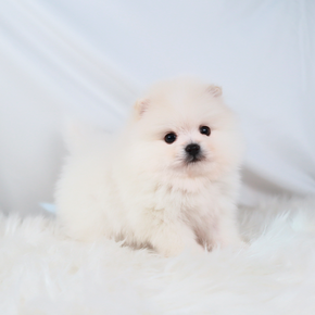 포메라니안