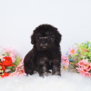 푸들