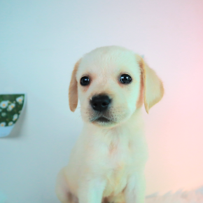 래브라도리트리버