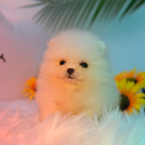 포메라니안
