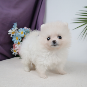 포메라니안
