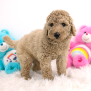 스탠다드푸들