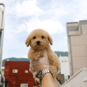 골든두들
