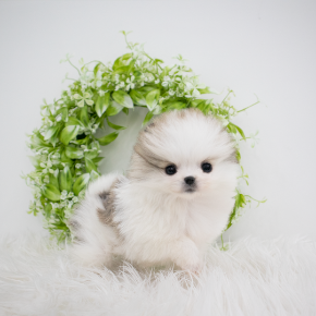 포메라니안