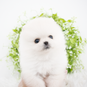 포메라니안