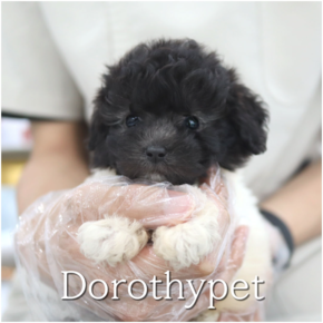 푸들