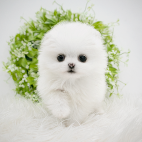 포메라니안