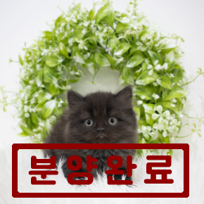 페르시안