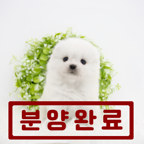 사모예드