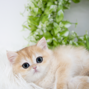브리티쉬숏헤어