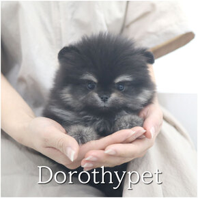 포메라니안