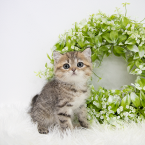 브리티쉬숏헤어