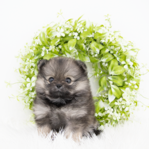 포메라니안
