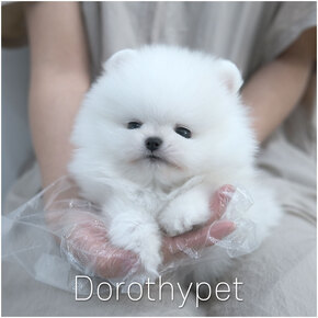 포메라니안