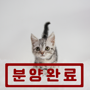 아메리칸숏헤어