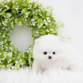 포메라니안