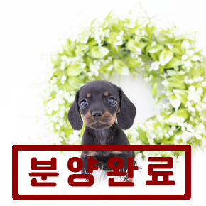 닥스훈트