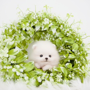 포메라니안