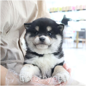 시바이누