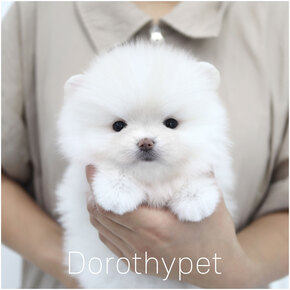 포메라니안