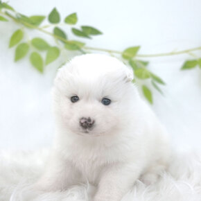 사모예드