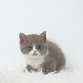 브리티쉬숏헤어